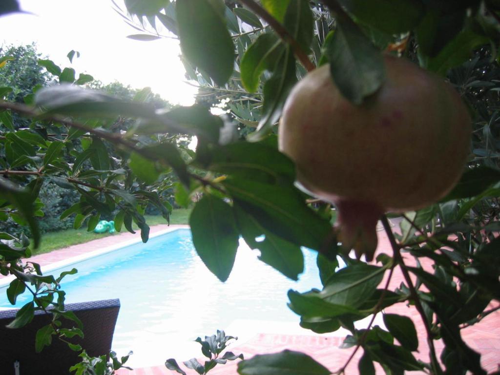 Al Melograno - Room & Breakfast โบโลญญา ภายนอก รูปภาพ
